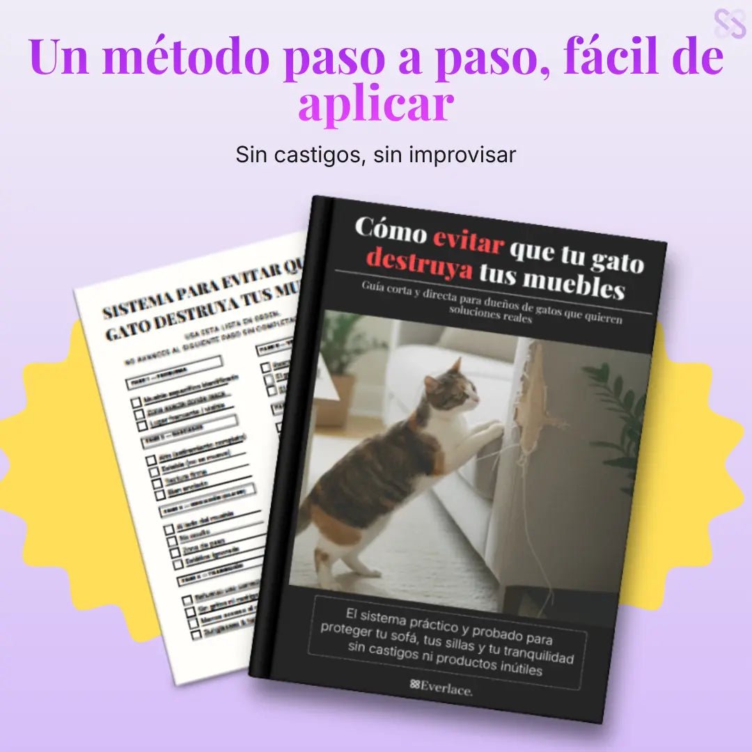 Guía práctica para detener el daño de tu gato en casa - Everlace